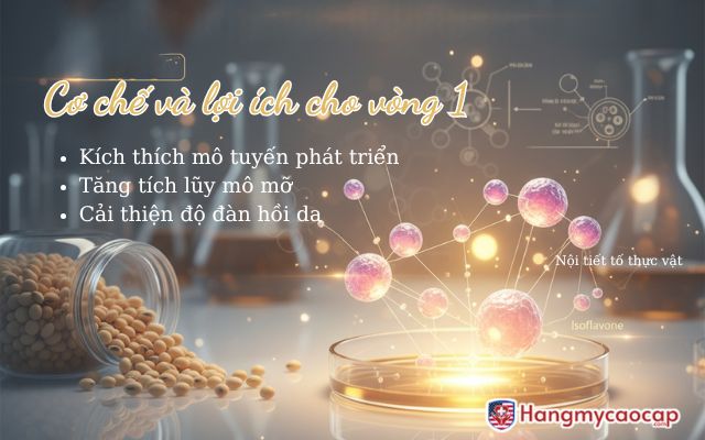 Mầm đậu nành Cơ chế và lợi ích cho vòng 1