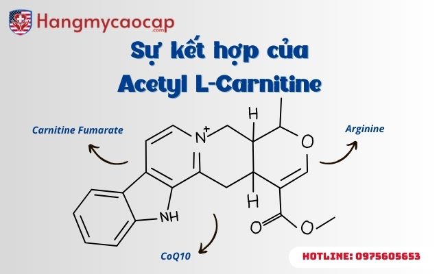 Acetyl L-Carnitine