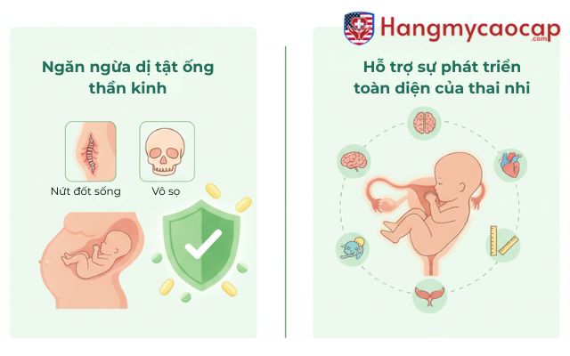Folic Acid – "Bảo Bối" Không Thể Thiếu Cho Phụ Nữ Mang Thai