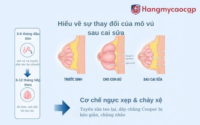 Hiểu về sự thay đổi của mô vú sau cai sữa
