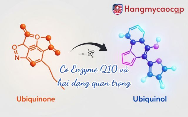 Co Enzyme Q10 là gì và hai dạng quan trọng của nó?