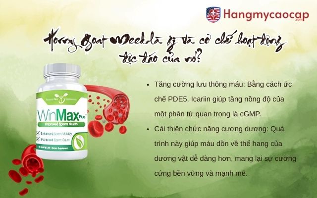 Horny Goat Weed là gì và cơ chế hoạt động độc đáo của nó?