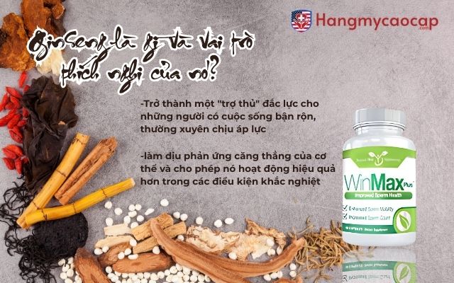 Ginseng là gì và vai trò thích nghi của nó?