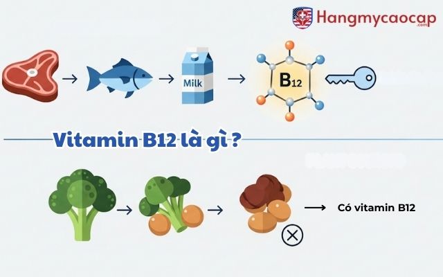 Vitamin B12 là gì và tại sao nó lại độc đáo?