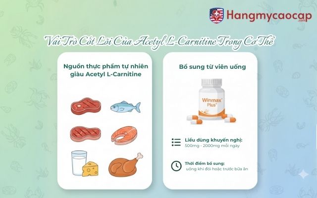 Nguồn Cung Cấp Acetyl L-Carnitine Và Cách Bổ Sung Hiệu Quả
