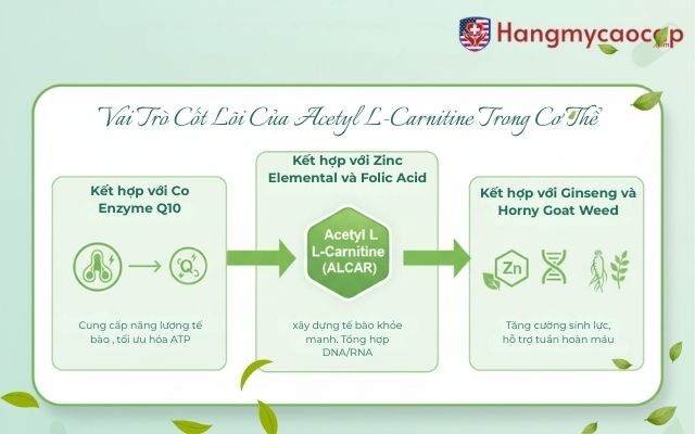 Sự kết hợp hoàn hảo của Acetyl L-Carnitine với các thành phần trong Winmax Plus