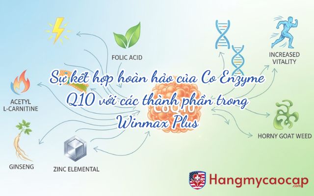 Sự kết hợp hoàn hảo của Co Enzyme Q10 với các thành phần trong Winmax Plus