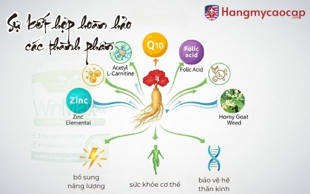 Sự kết hợp hoàn hảo của Ginseng với các thành phần trong Winmax Plus