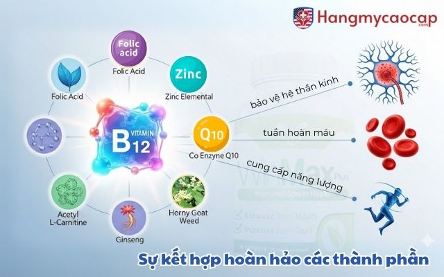 Sự kết hợp hoàn hảo của Vitamin B12 với các thành phần trong Winmax Plus