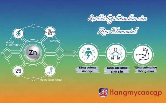 Sự kết hợp hoàn hảo của Zinc Elemental với các thành phần trong Winmax Plus