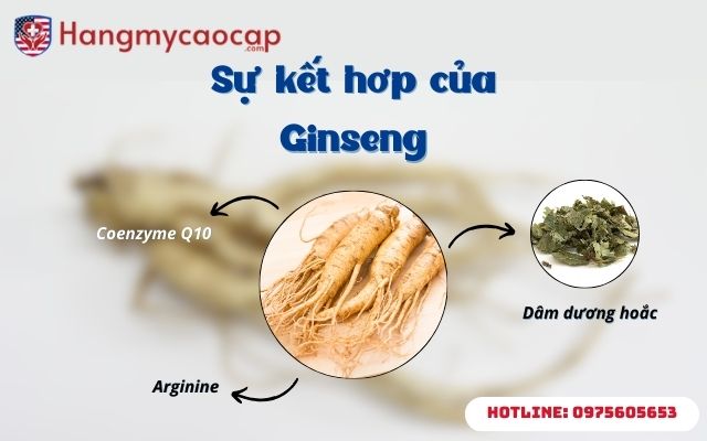Sự kết hơp của Ginseng