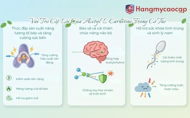 Vai Trò Cốt Lõi Của Acetyl L-Carnitine Trong Cơ Thể