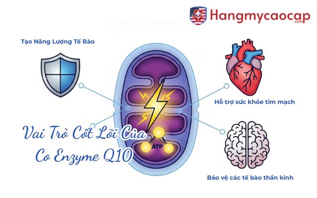Vai Trò Cốt Lõi Của Co Enzyme Q10 Trong Cơ Thể