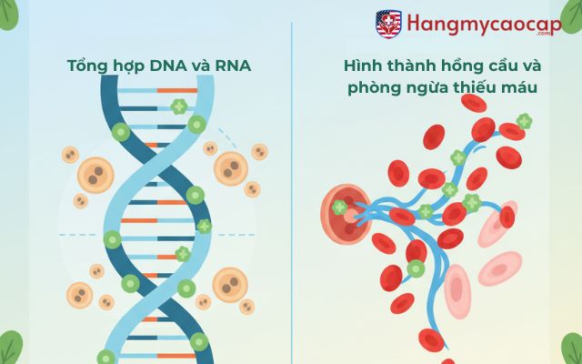 Vai Trò Cốt Lõi Của Folic Acid Trong Cơ Thể