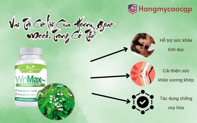 Vai Trò Cốt Lõi Của Horny Goat Weed Trong Cơ Thể