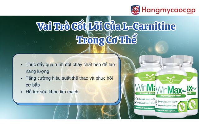 Vai Trò Cốt Lõi Của L-Carnitine Trong Cơ Thể