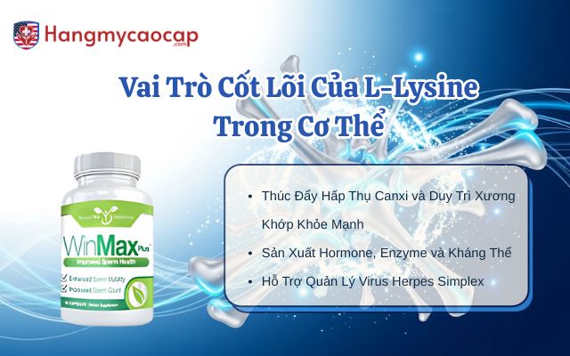 Vai Trò Cốt Lõi Của L-Lysine Trong Cơ Thể