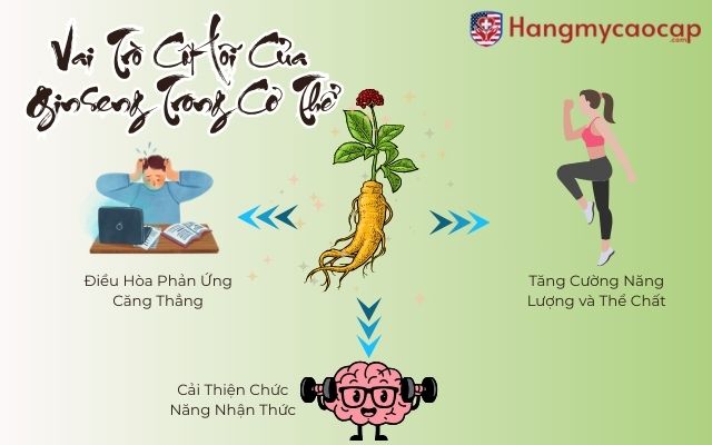 Vai Trò Cốt Lõi Của Ginseng Trong Cơ Thể