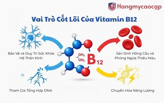 Sản Sinh Hồng Cầu và Phòng Ngừa Thiếu Máu