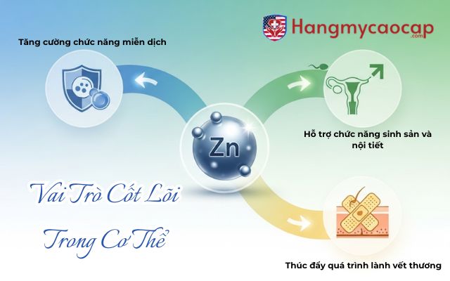 Vai Trò Cốt Lõi Của Zinc Elemental Trong Cơ Thể