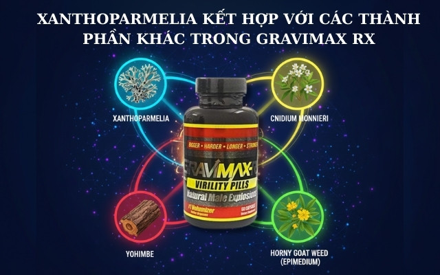 Xanthoparmelia Kết Hợp Với Các Thành Phần Khác Trong Gravimax Rx