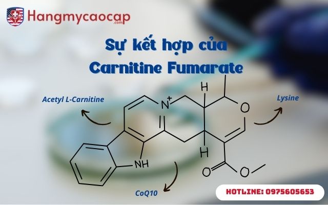 Carnitine Fumarate