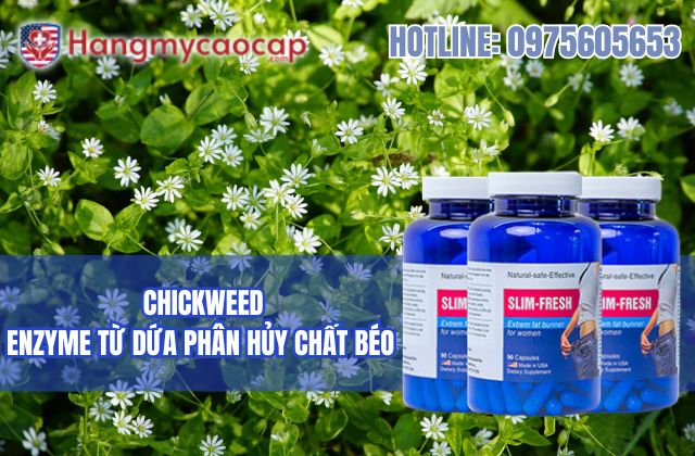 chickweed là gì