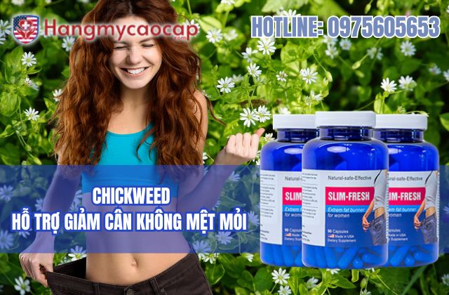 chickweed có hỗ trợ giảm cân an toàn không mệt mỏi 