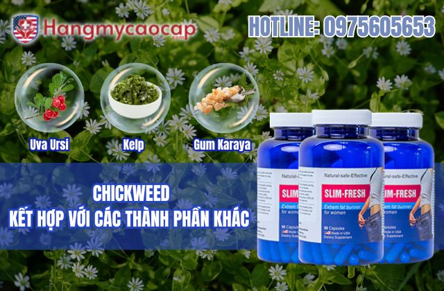 chickweed kết hợp với các thành phần khác