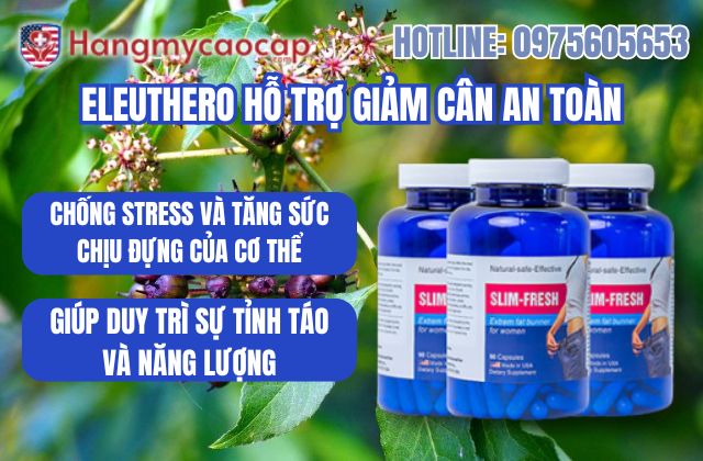 eleuthero có hỗ trợ kiểm soát cân nặng an toàn
