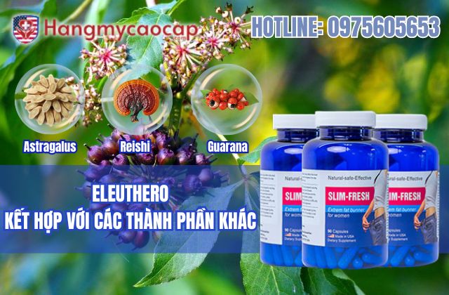 eleuthero kết hợp với các thành phần khác