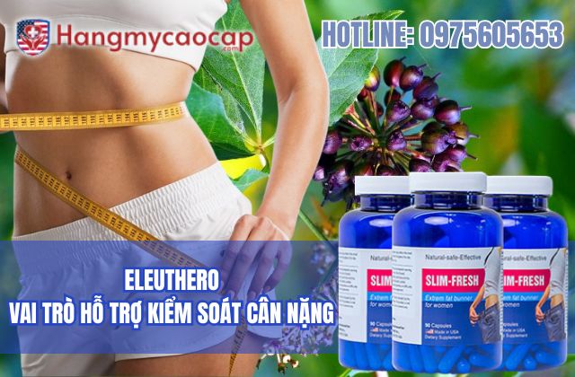 vai trò của eleuthero trong slim fresh đối với việc hỗ trợ kiểm soát cân nặng