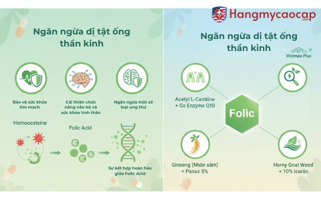 Sự kết hợp hoàn hảo giữa Folic Acid và các thành phần trong Winmax Plus