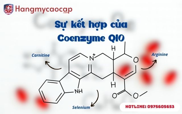 Sự kết hợp của Coenzyme Q10