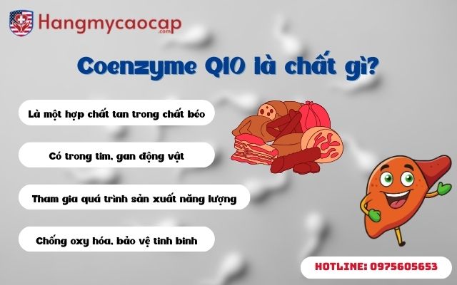 Coenzyme Q10 là chất gì