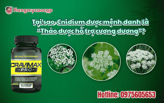 tai-sao-cnidium-duoc-menh-danh-la-thao-duoc-ho-tro-cuong-duong