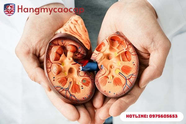 thận yếu