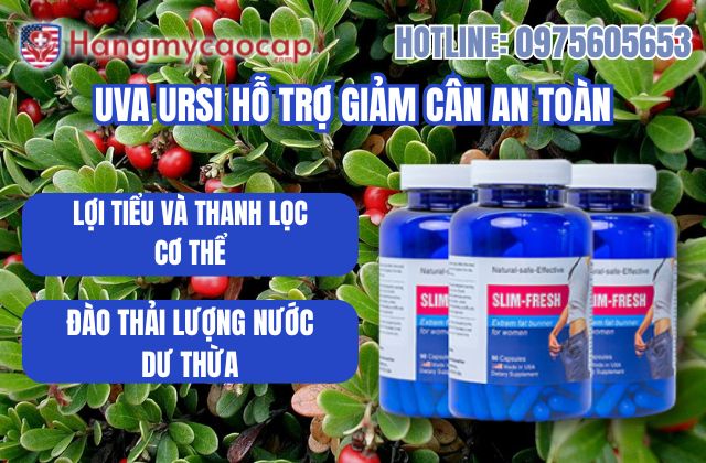 uva ursi hỗ trỡ duy trì vóc dáng an toàn