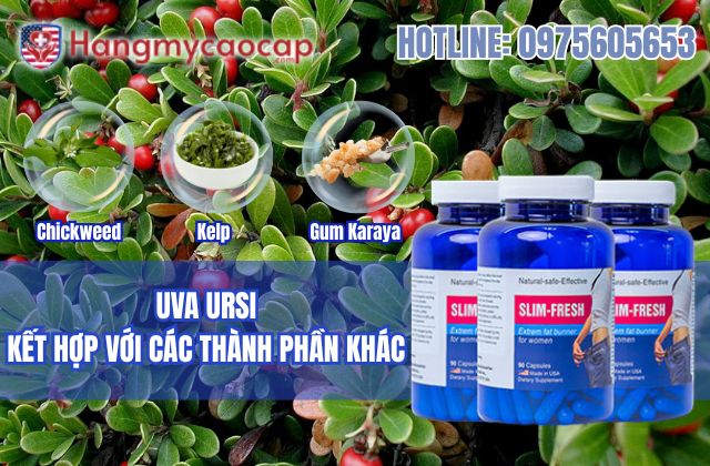 uva ursi kết hợp với các thành phần khác