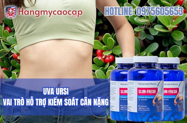 vai trò của uva ursi trong slim fresh đối với việc hỗ trợ kiểm soát cân nặng